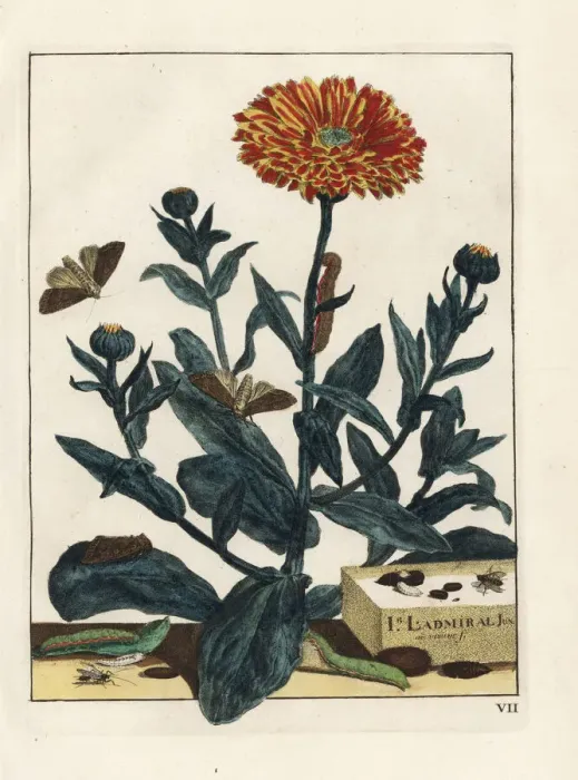 Framed Print : Bright-line brown-eye moth on marigold flower Framed Print : Bright-line brown-eye moth on marigold flower
