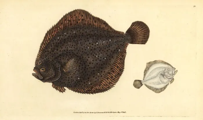 Framed Print : Brill or pearl, Scophthalmus rhombus Framed Print : Brill or pearl, Scophthalmus rhombus