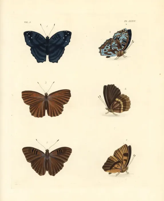 Framed Print : Brilliant nymph, alphaea nymph and doriclea nymph Framed Print : Brilliant nymph, alphaea nymph and doriclea nymph