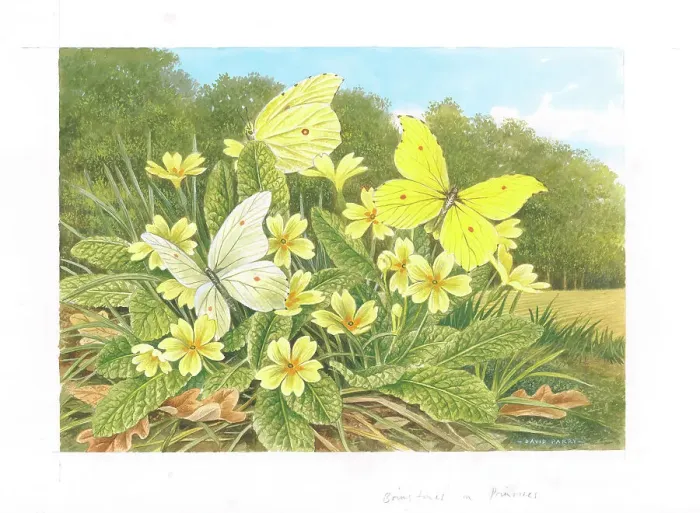 Framed Print : Brimstone butterflies on Primroses Framed Print : Brimstone butterflies on Primroses