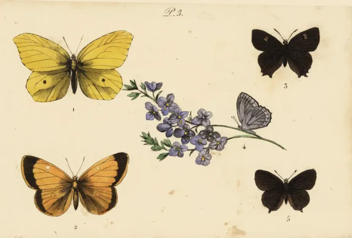Framed Print : Brimstone, clouded yellow, brown hairstreak Framed Print : Brimstone, clouded yellow, brown hairstreak