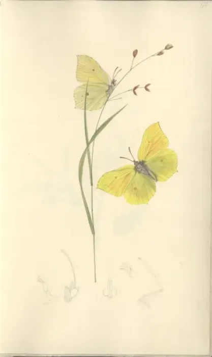 Framed Print : Brimstone by John Curtis (1791 - 1862) Framed Print : Brimstone by John Curtis (1791 - 1862)