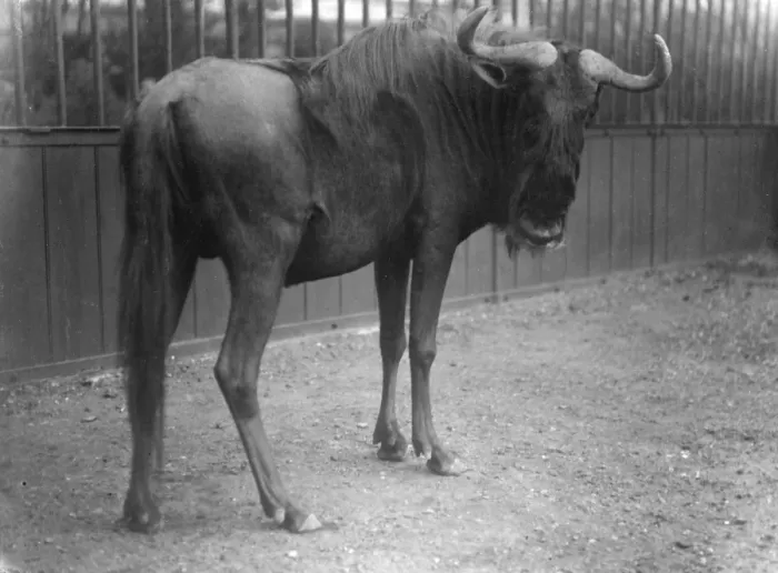 Framed Print : Brindled Gnu Framed Print : Brindled Gnu