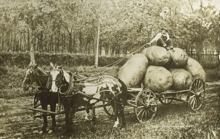 Framed Print : Bringing home some jumbo spuds Framed Print : Bringing home some jumbo spuds