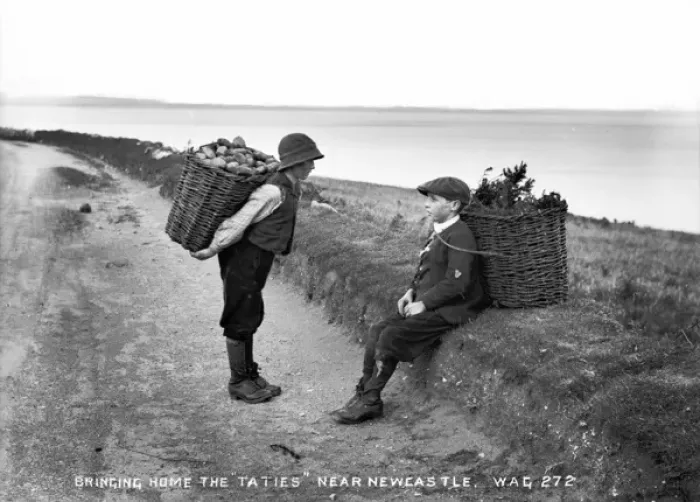 Framed Print : Bringing Home the Tatties near Newcastle Framed Print : Bringing Home the Tatties near Newcastle