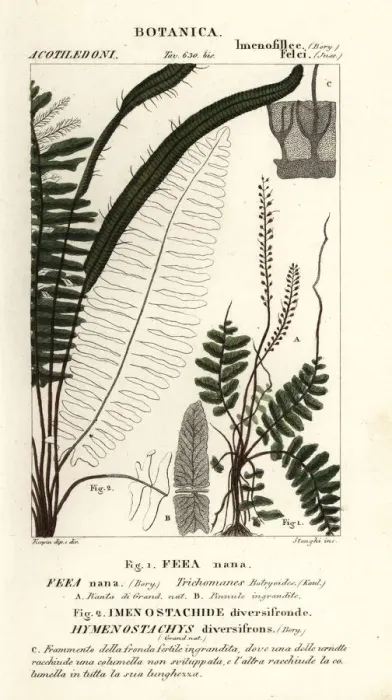 Framed Print : Bristle fern, Trichomanes botryoides Framed Print : Bristle fern, Trichomanes botryoides