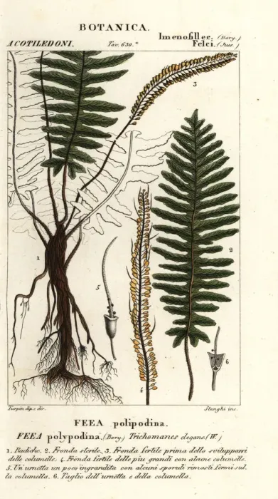 Framed Print : Bristle fern, Trichomanes elegans Framed Print : Bristle fern, Trichomanes elegans