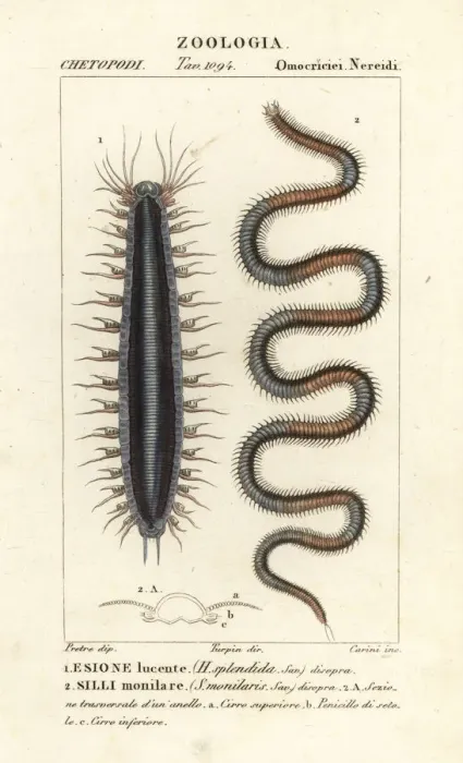 Framed Print : Bristle worms or polychaetes Framed Print : Bristle worms or polychaetes