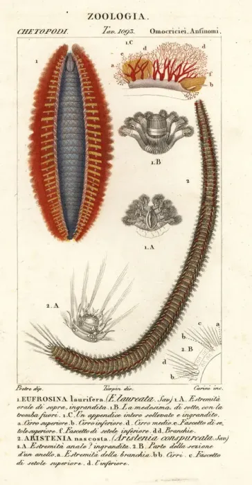 Framed Print : Bristle worms or sea mice Framed Print : Bristle worms or sea mice