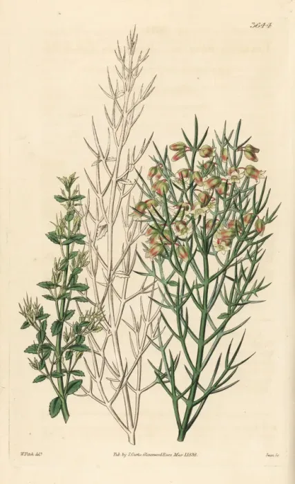 Framed Print : Bristling colletia, Colletia horrida Framed Print : Bristling colletia, Colletia horrida