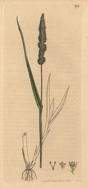 Bristly foxtail grass, Setaria verticillata