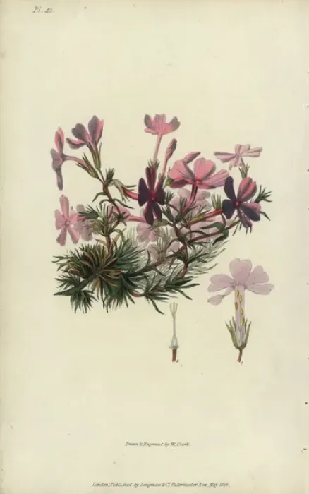 Framed Print : Bristly lychnidea, Phlox setacea Framed Print : Bristly lychnidea, Phlox setacea