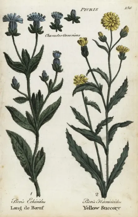 Framed Print : Bristly oxtongue and hawkweed oxtongue