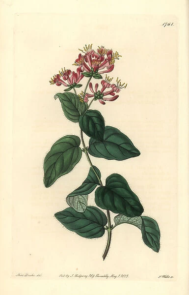 Bristly or pink honeysuckle, Lonicera hispidula