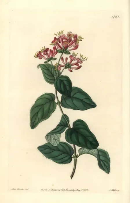 Framed Print : Bristly or pink honeysuckle, Lonicera hispidula Framed Print : Bristly or pink honeysuckle, Lonicera hispidula