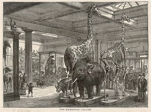 Brit Museum Mammalia