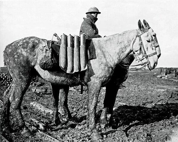 British ammunition transported by mules, WW1