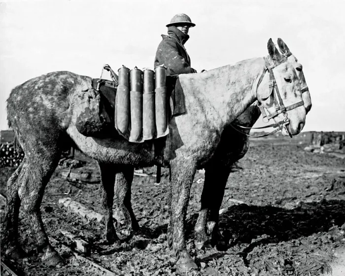 Framed Print : British ammunition transported by mules, WW1 Framed Print : British ammunition transported by mules, WW1