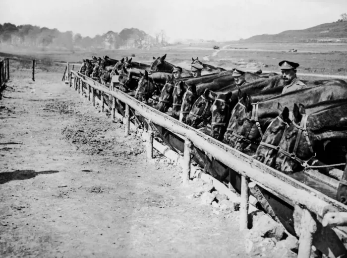 Framed Print : British artillery horses being watered, France, WW1 Framed Print : British artillery horses being watered, France, WW1
