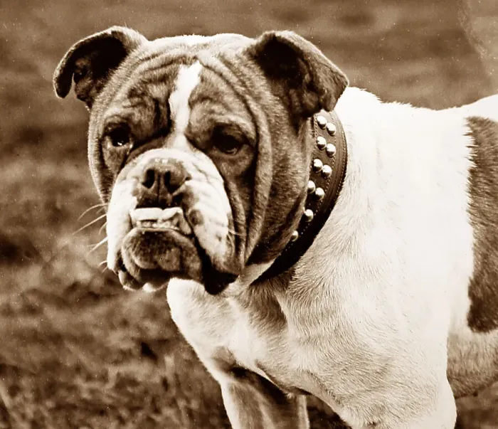 Framed Print : British Bulldog Framed Print : British Bulldog