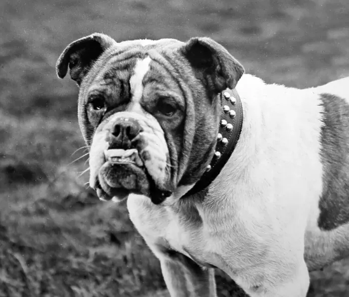 Framed Print : British Bulldog Framed Print : British Bulldog