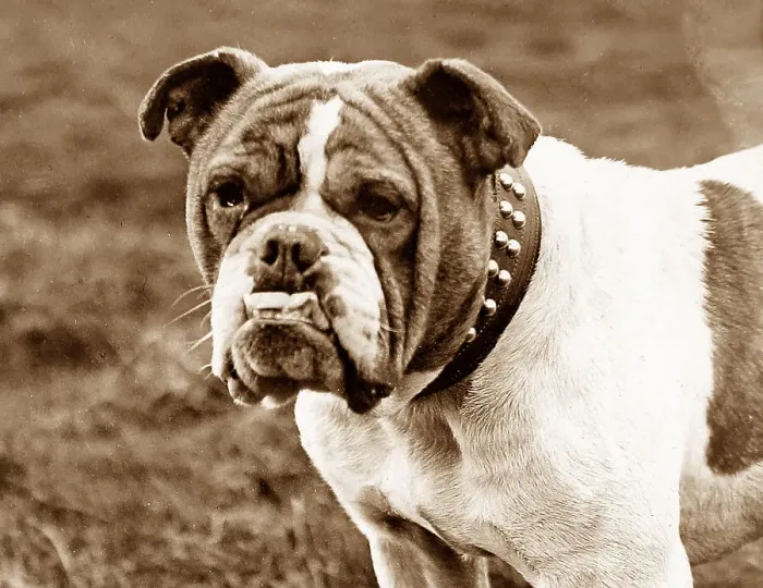 Framed Print : British Bulldog Framed Print : British Bulldog