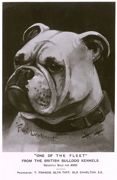 British Bulldog - One of the Fleet - The Flag Lieutenant'