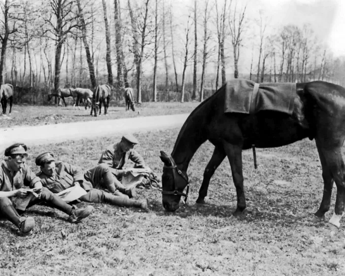 Framed Print : British cavalrymen with grazing horse, Western Front, WW1 Framed Print : British cavalrymen with grazing horse, Western Front, WW1