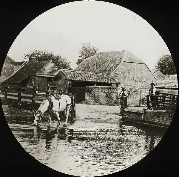 British Country Scene - Horse drinking from water