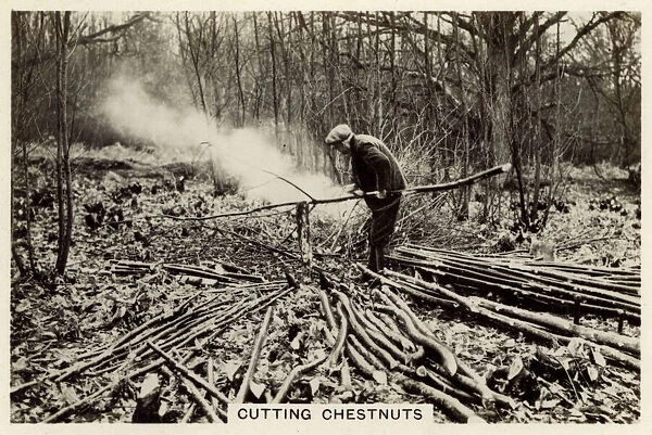 British Countryside - Cutting Chestnuts