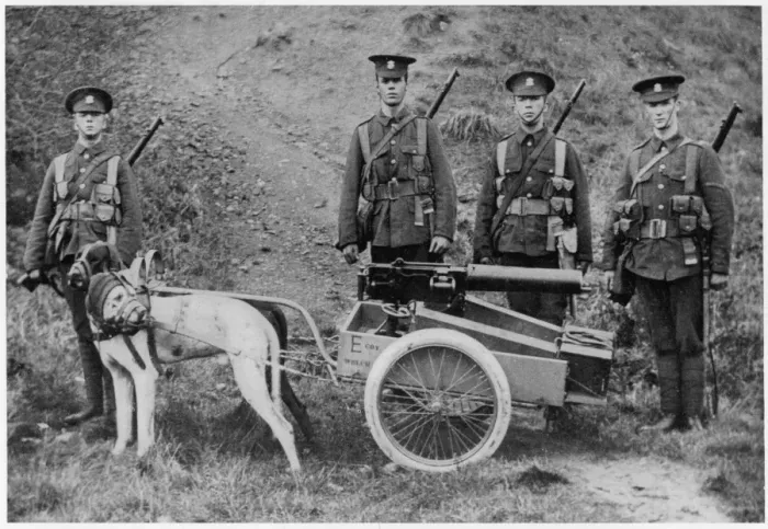Framed Print : British Dogs and Gun Framed Print : British Dogs and Gun