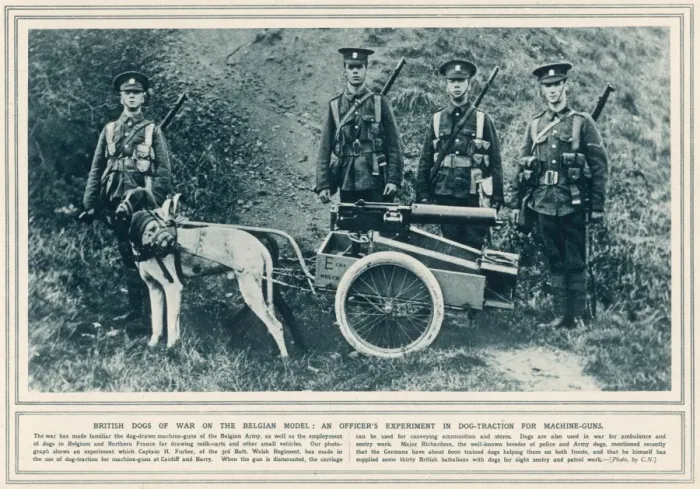 Framed Print : British Dogs Pull Guns Framed Print : British Dogs Pull Guns