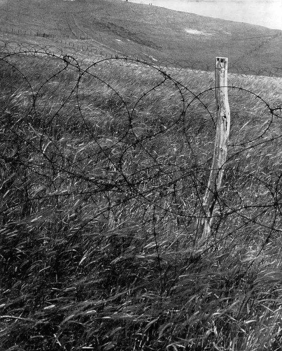 Framed Print : British field of corn defended by barbed wire - WW2 Framed Print : British field of corn defended by barbed wire - WW2