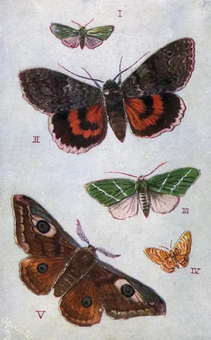 Framed Print : British Moths - Forester, Red Underwing, Scarce Green Framed Print : British Moths - Forester, Red Underwing, Scarce Green