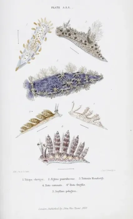 Framed Print : British Nudibranch Molluscs, Plate aA Framed Print : British Nudibranch Molluscs, Plate aA