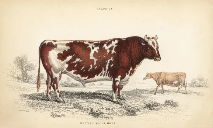 Framed Print : British shorthorn breed of cattle, Bos taurus Framed Print : British shorthorn breed of cattle, Bos taurus