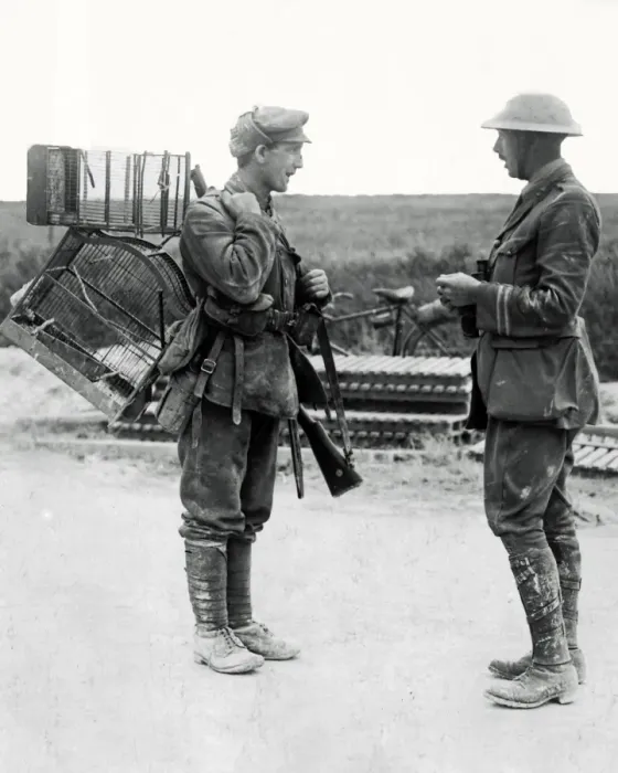 Framed Print : British soldier with birdcages, Western Front, WW1 Framed Print : British soldier with birdcages, Western Front, WW1