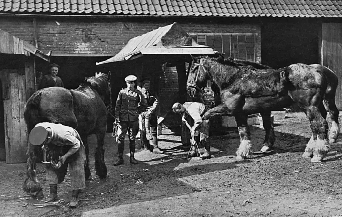 Framed Print : British troops shoeing horses at village near the front, WW1 Framed Print : British troops shoeing horses at village near the front, WW1
