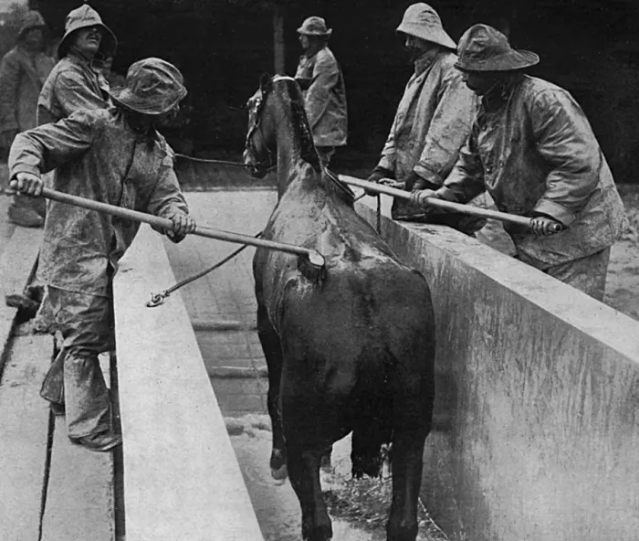 Framed Print : British veterinary hospital in France, 1916 Framed Print : British veterinary hospital in France, 1916