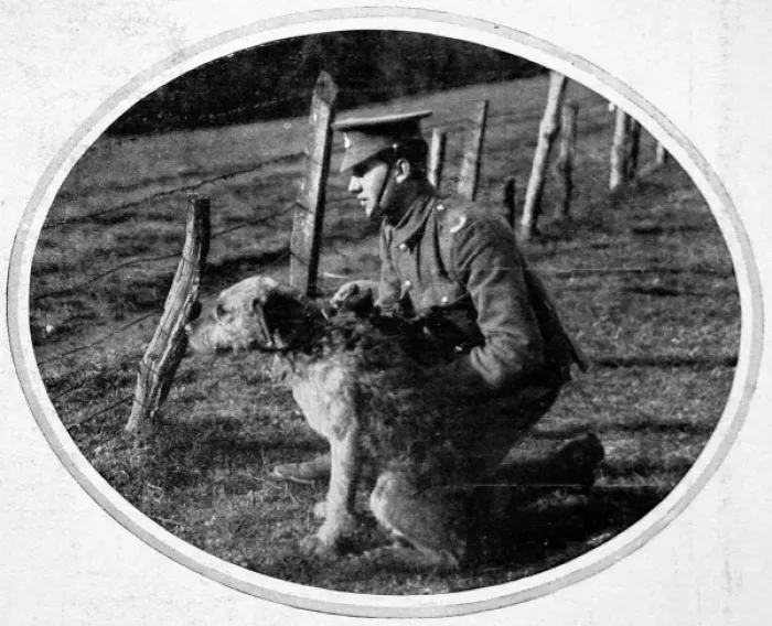 Framed Print : British War Dog Framed Print : British War Dog