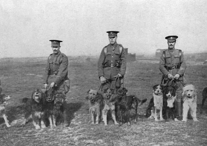 Framed Print : British War Dog School Framed Print : British War Dog School