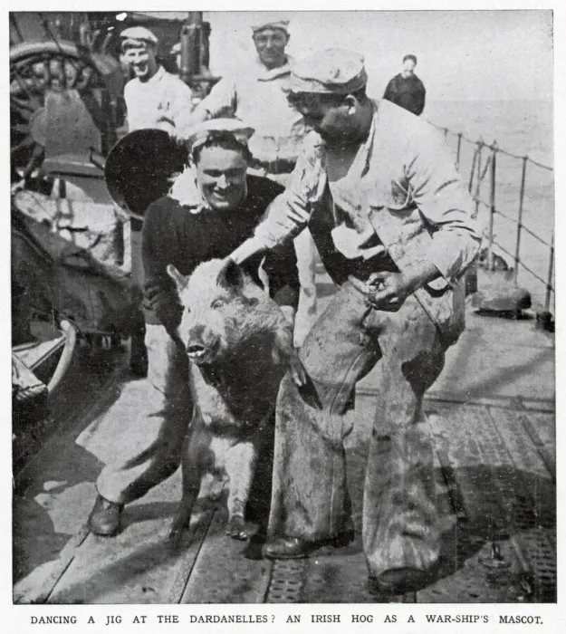 Framed Print : One of the British war-ships in the Dardanelles had an unusual pet, an Irish hog Framed Print : One of the British war-ships in the Dardanelles had an unusual pet, an Irish hog