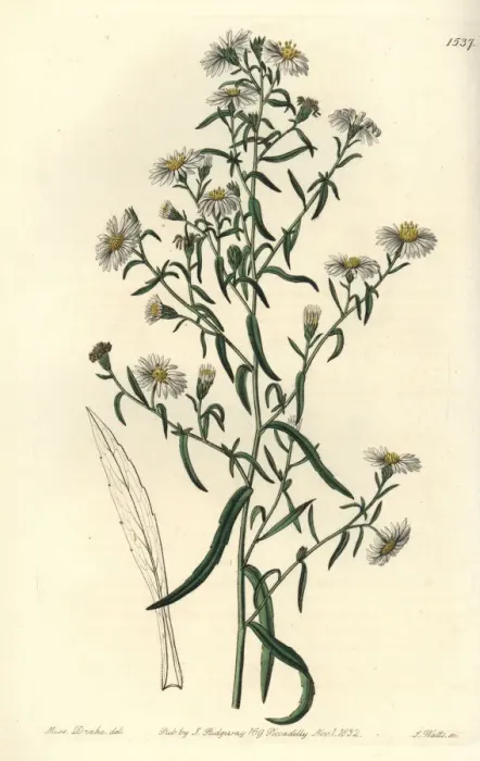 Framed Print : Brittle aster, Aster fragilis Framed Print : Brittle aster, Aster fragilis