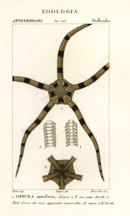 Framed Print : Brittle star echinoderm, Ophiomastix annulosa Framed Print : Brittle star echinoderm, Ophiomastix annulosa