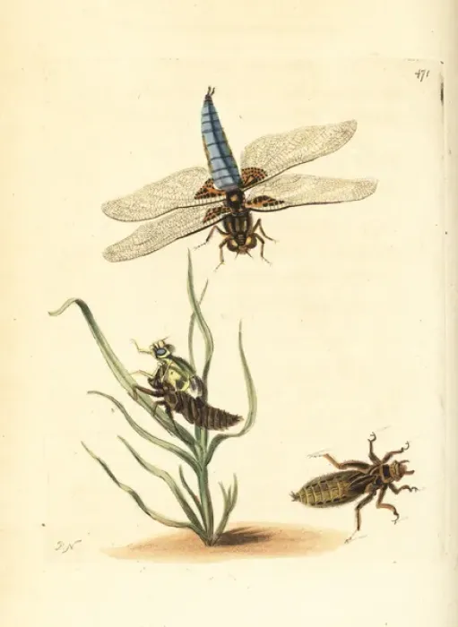 Framed Print : Broad-bodied chaser or darter, Libellula depressa Framed Print : Broad-bodied chaser or darter, Libellula depressa