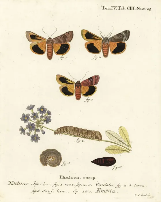 Framed Print : Broad-bordered yellow underwing, Noctua fimbriata Framed Print : Broad-bordered yellow underwing, Noctua fimbriata