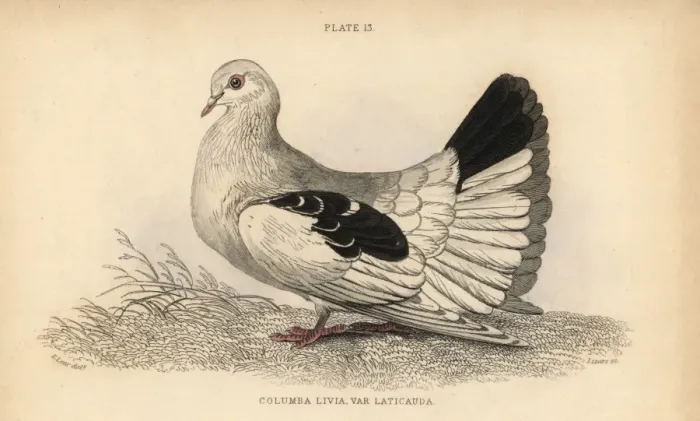 Framed Print : Broad or fan-tailed shaker, Columba tremula Framed Print : Broad or fan-tailed shaker, Columba tremula
