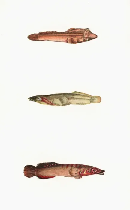 Framed Print : Broad-Finned, Tail-Spotted, and One-Spotted Goby Framed Print : Broad-Finned, Tail-Spotted, and One-Spotted Goby
