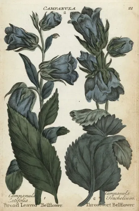 Framed Print : Broad leaved bellflower and throatwort bellflower Framed Print : Broad leaved bellflower and throatwort bellflower