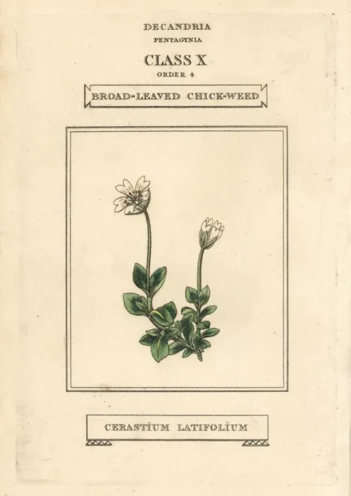 Framed Print : Broad-leaved chickweed, Cerastium latifolium Framed Print : Broad-leaved chickweed, Cerastium latifolium